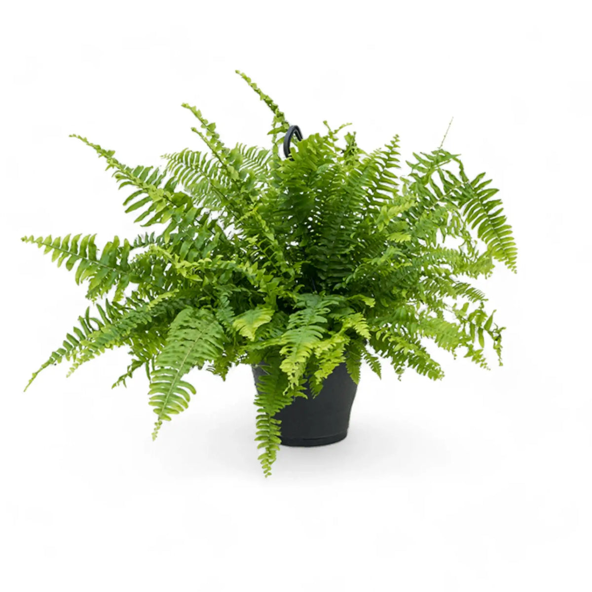 Nephrolepis exaltata 'Boston Blue Bell' potted plant in nursery pot on white background.