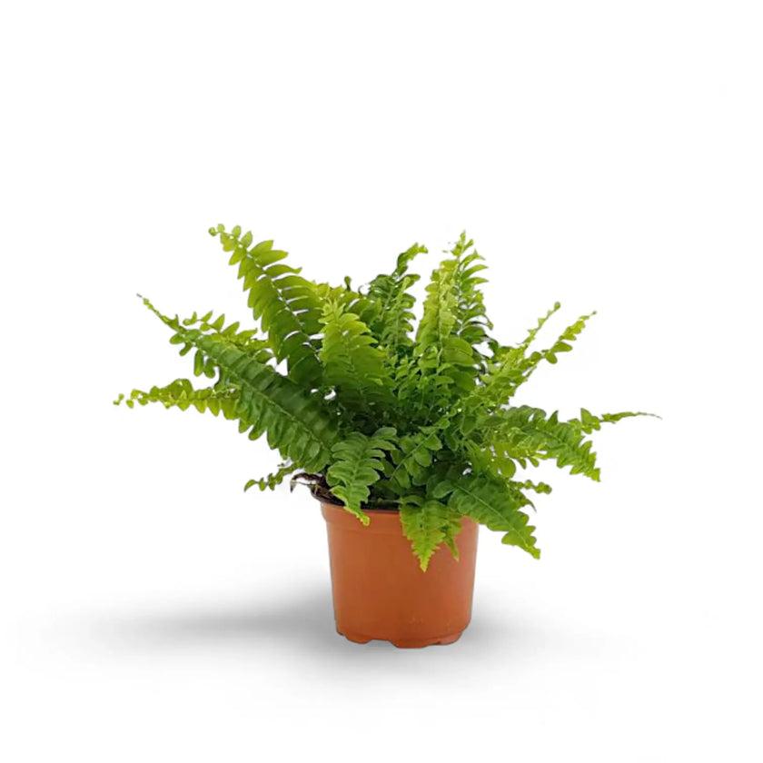Nephrolepis exaltata ‘Fluffy Ruffles’ potted plant in nursery pot on white background.