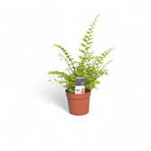Nephrolepis exaltata 'Green Fantasy' plant in a nursery pot against a white background