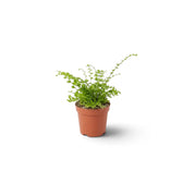 Baby Nephrolepis exaltata 'Green Fantasy' with dense, finely divided green fronds