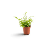 Baby Nephrolepis exaltata 'Green Fantasy' with arching, finely divided green fronds