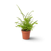 Baby Nephrolepis exaltata 'Green Fantasy' with compact, ruffled green fronds