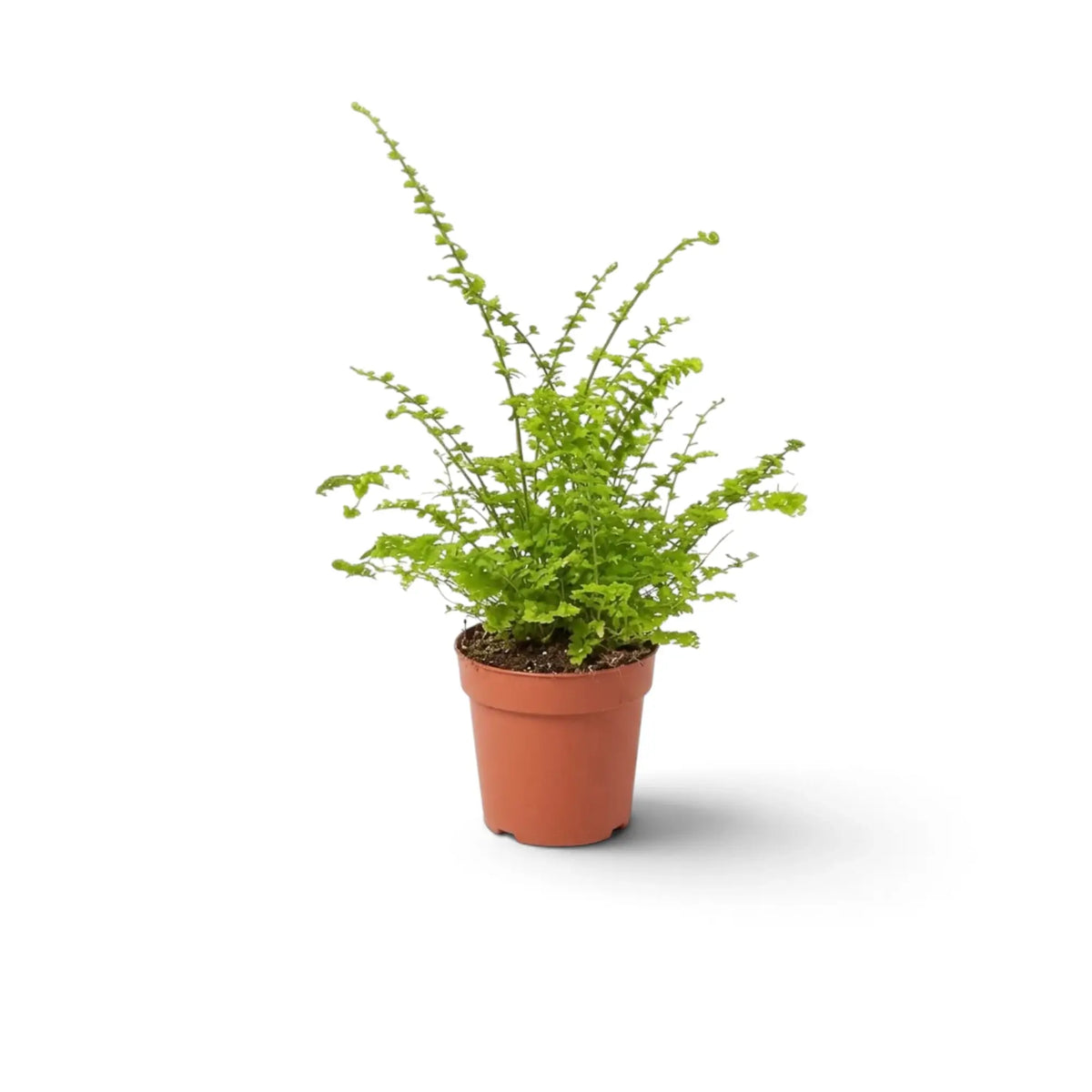 Baby Nephrolepis exaltata 'Green Fantasy' with compact, ruffled green fronds