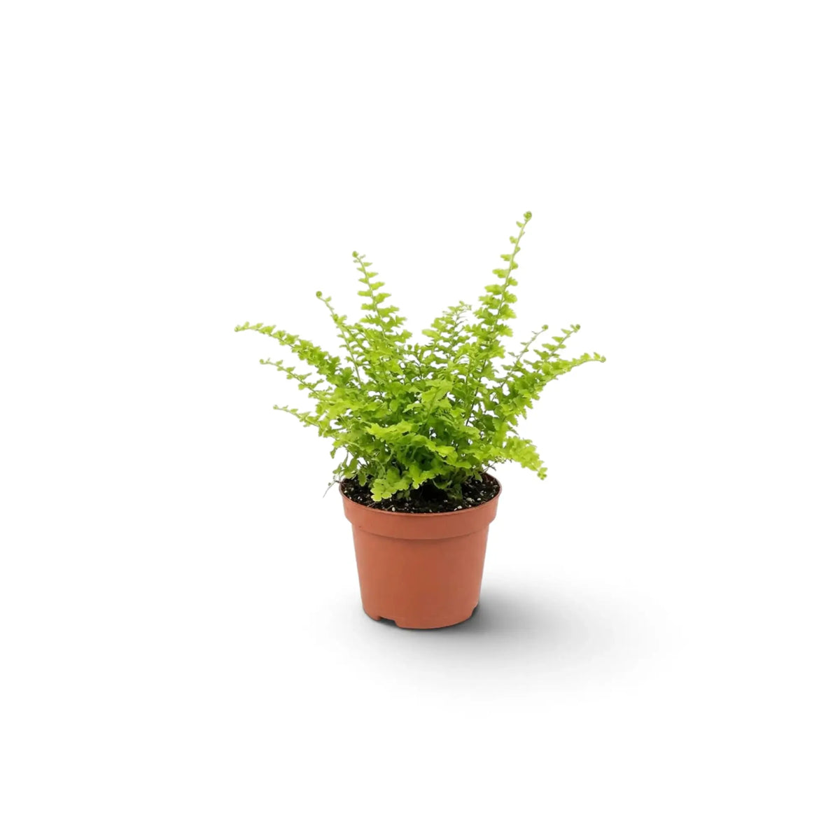 Baby Nephrolepis exaltata 'Green Fantasy' with arching, finely divided green fronds