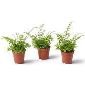 Three Baby Nephrolepis exaltata 'Green Fantasy' plants with dense, finely divided green fronds