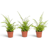 Three Baby Nephrolepis exaltata 'Green Fantasy' plants with arching, finely divided green fronds