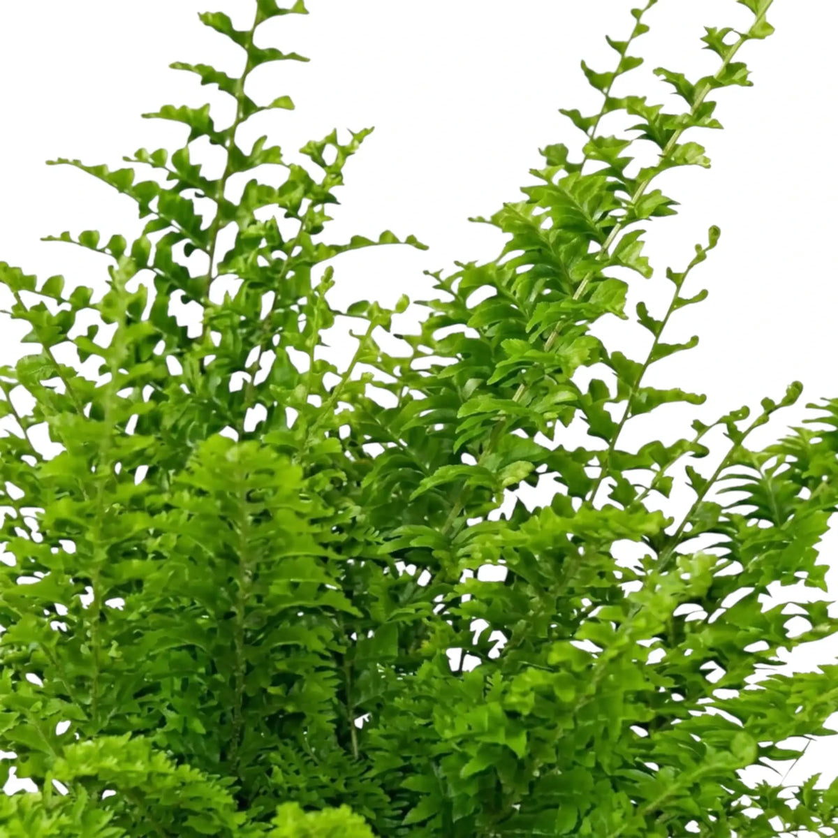 Nephrolepis exaltata 'Green Fantasy' foliage close-up with finely divided green leaflets