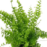 Nephrolepis exaltata 'Green Fantasy' foliage with dense, ruffled green fronds