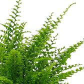Nephrolepis exaltata 'Green Fantasy' foliage with finely divided arching fronds