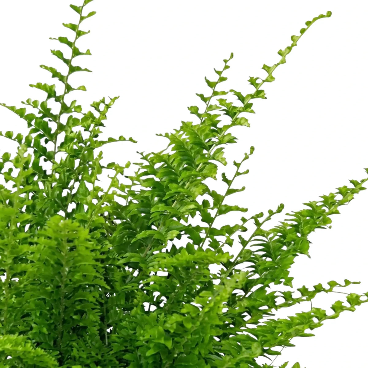 Nephrolepis exaltata 'Green Fantasy' foliage with finely divided arching fronds