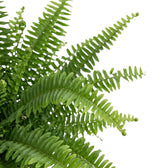 Close-up of Nephrolepis exaltata ‘Green Lady’ bright-green fronds with narrow leaflets
