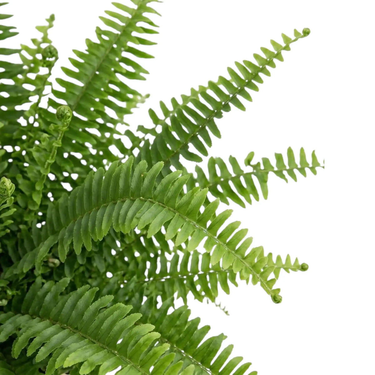 Close-up of Nephrolepis exaltata ‘Green Lady’ bright-green fronds with narrow leaflets