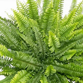 Nephrolepis exaltata ‘Green Lady’ foliage detail showing finely divided arching fronds