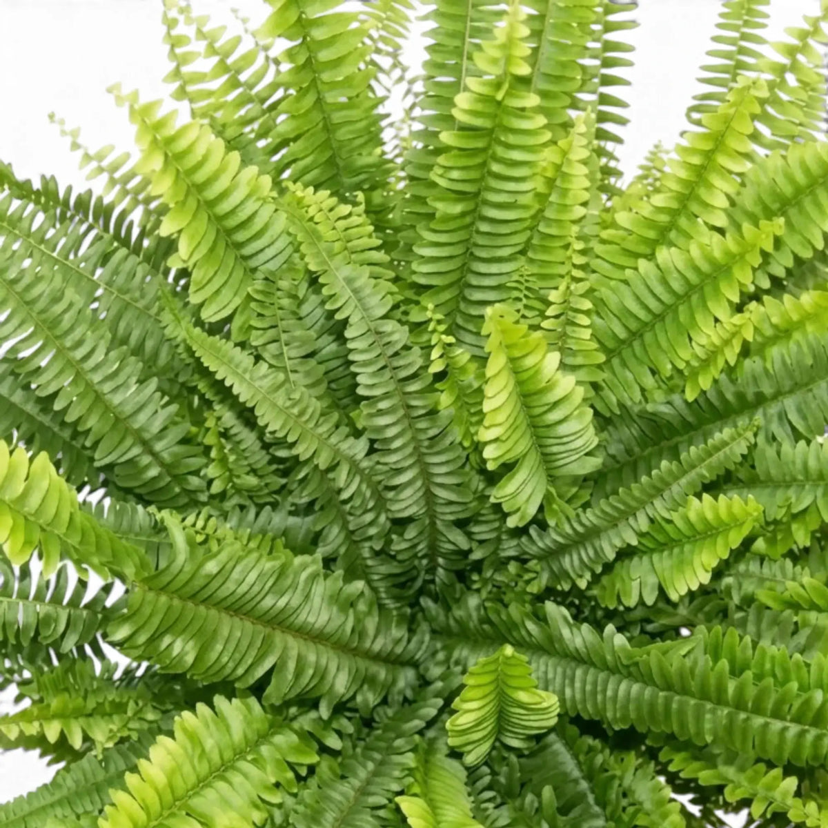Nephrolepis exaltata ‘Green Lady’ foliage detail showing finely divided arching fronds