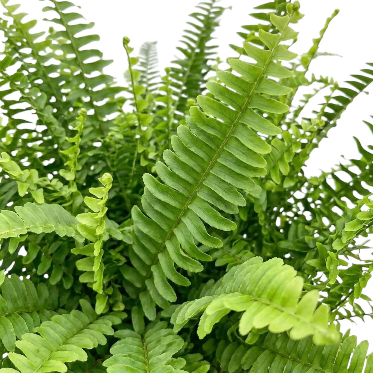 Close-up of Nephrolepis exaltata ‘Green Lady’ showing fine leaflets along a fern frond