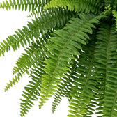 Nephrolepis exaltata ‘Green Lady’ frond detail with slightly wavy narrow green leaflets
