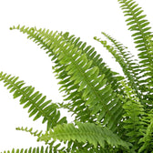 Close-up of dense Nephrolepis exaltata ‘Green Lady’ foliage with overlapping green fronds