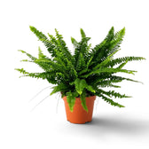 Large Nephrolepis exaltata ‘Green Lady’ with a broad fountain of arching green fronds in a nursery pot