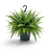 Large potted Nephrolepis exaltata ‘Green Lady’ showing a full crown of finely divided foliage