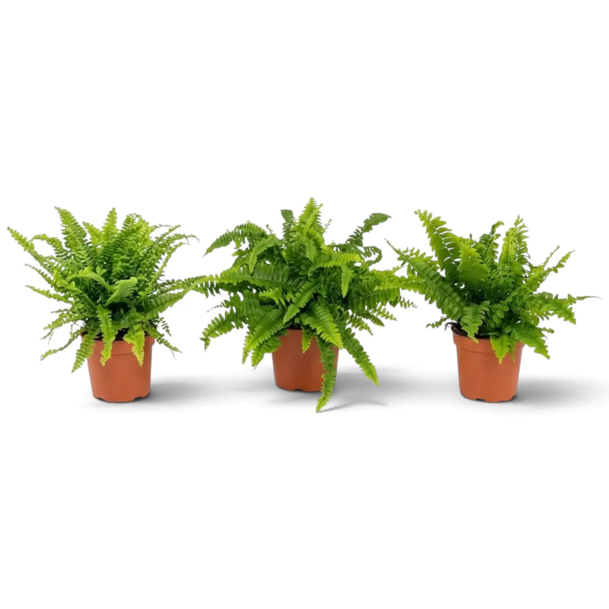 Medium Nephrolepis exaltata ‘Green Lady’ with full arching bright-green fronds in a nursery pot