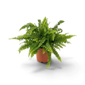 Nephrolepis exaltata ‘Green Lady’ medium fern with a dense fountain-shaped crown of fronds