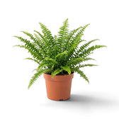 Medium potted Nephrolepis exaltata ‘Green Lady’ showing upright centre fronds and arching outer fronds