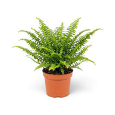 Medium Nephrolepis exaltata ‘Green Lady’ with dense, finely divided green fronds