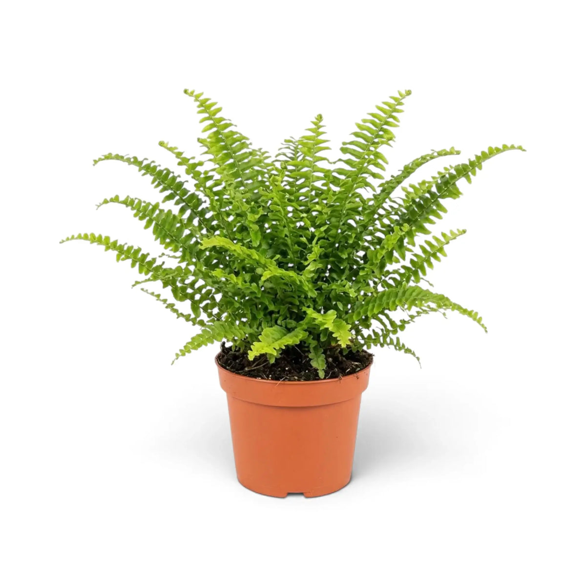 Medium Nephrolepis exaltata ‘Green Lady’ with dense, finely divided green fronds