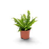 Small Nephrolepis exaltata ‘Green Lady’ fern with bright-green arching fronds in a nursery pot