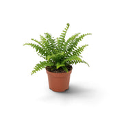 Small Nephrolepis exaltata ‘Green Lady’ with compact, finely divided green fronds