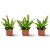 Small potted Nephrolepis exaltata ‘Green Lady’ with finely divided upright and arching foliage