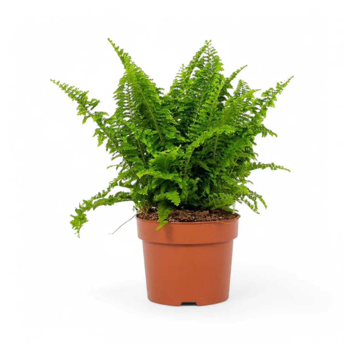 Nephrolepis exaltata 'Vitale' potted plant in nursery pot on white background.
