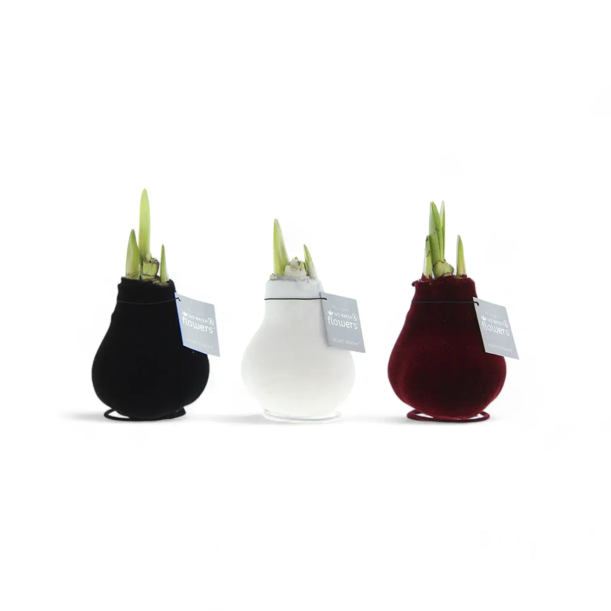 No Water Flowers: Wax Amaryllis Bulbs potted plant in nursery pot on white background.