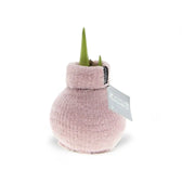 No Water Flowers: Wax Amaryllis Bulbs potted plant in nursery pot on white background.