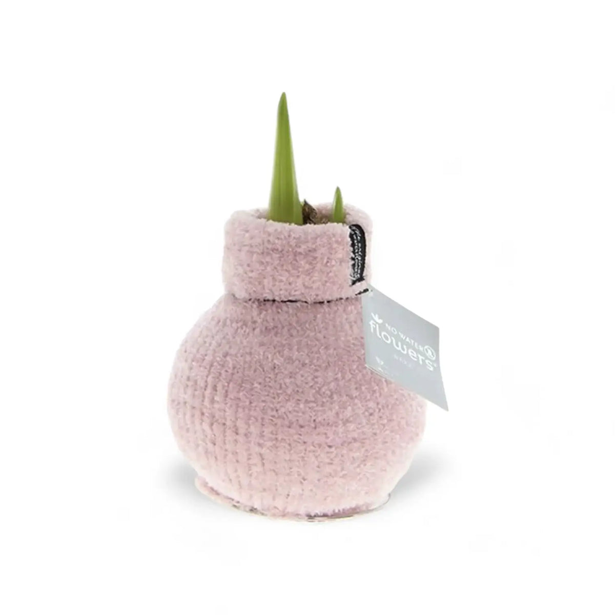 No Water Flowers: Wax Amaryllis Bulbs potted plant in nursery pot on white background.