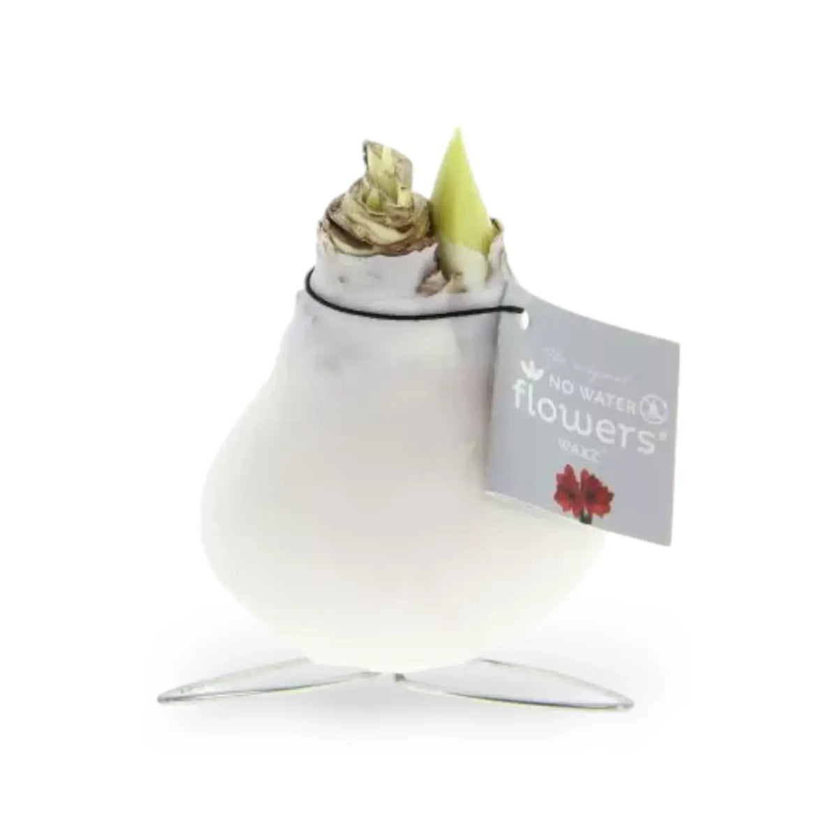 No Water Flowers: Wax Amaryllis Bulbs potted plant in nursery pot on white background.