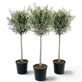 Three extra-large potted Olea europaea plants with woody trunks and dense grey-green crowns