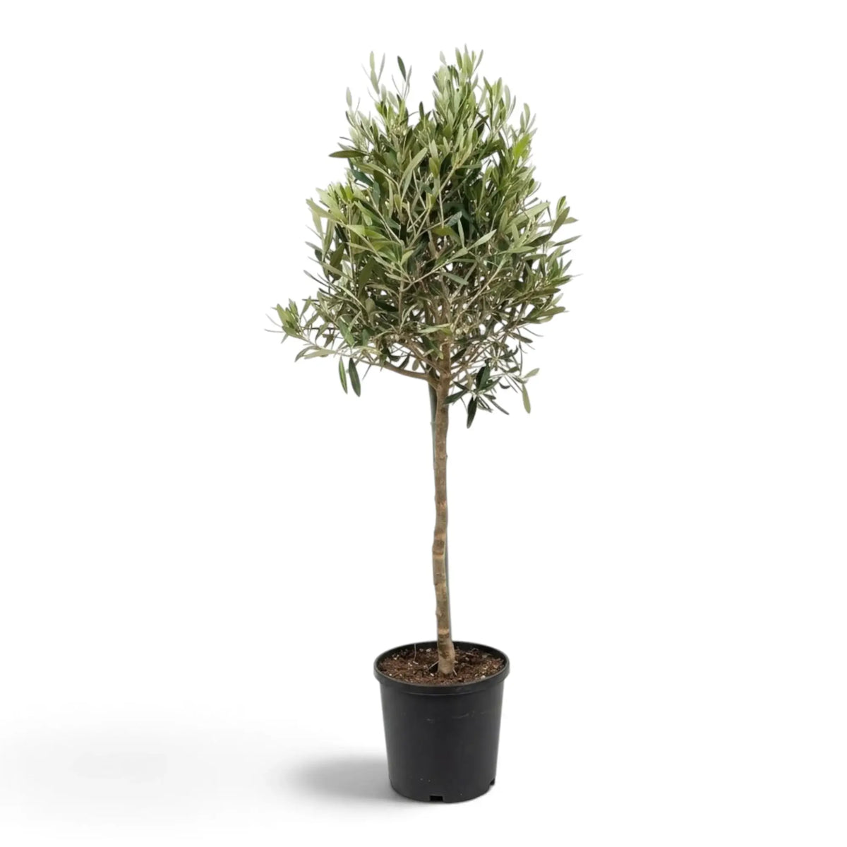 Extra-large Olea europaea with a dense crown of narrow grey-green leaves