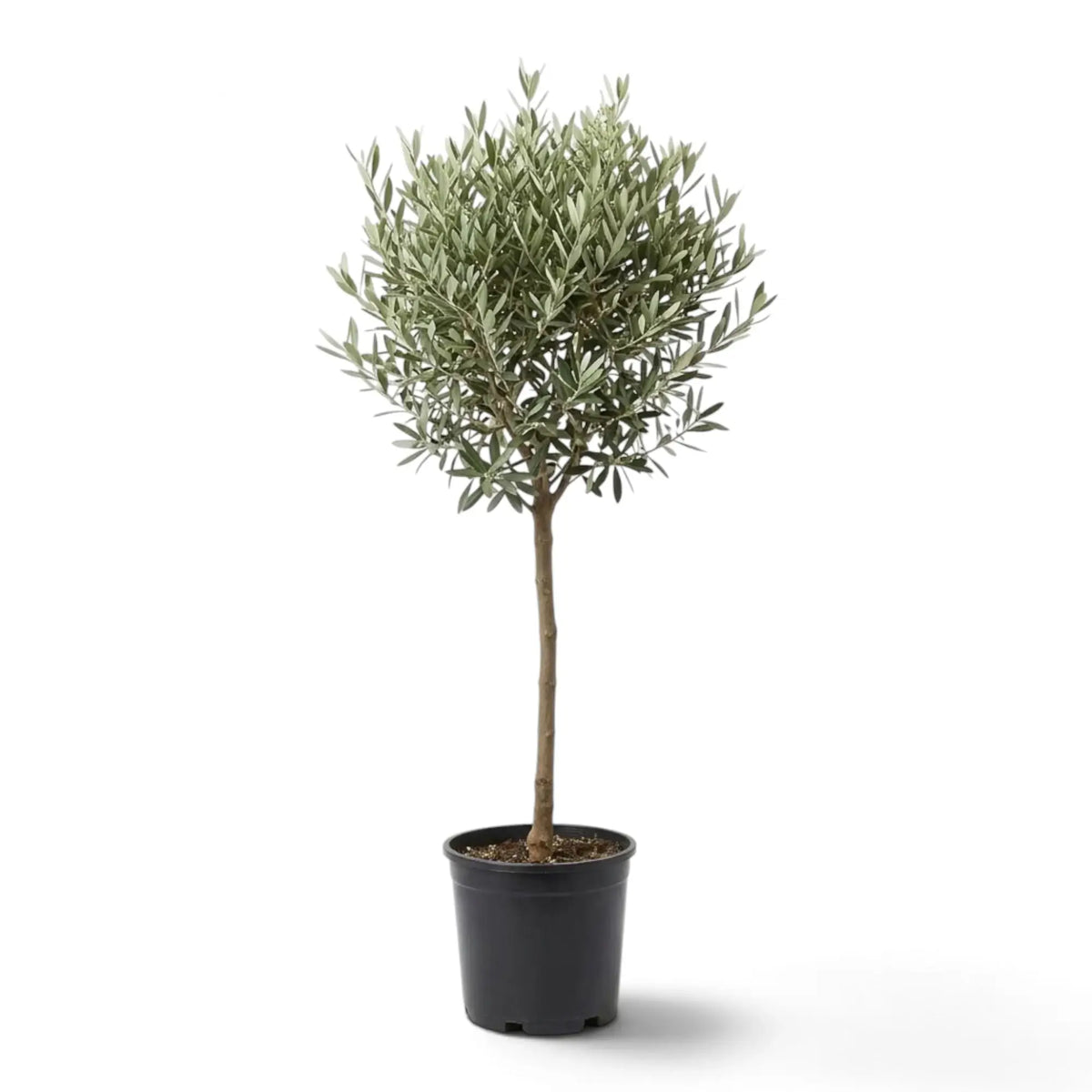 Extra-large Olea europaea with a branching crown and narrow silver-green leaves