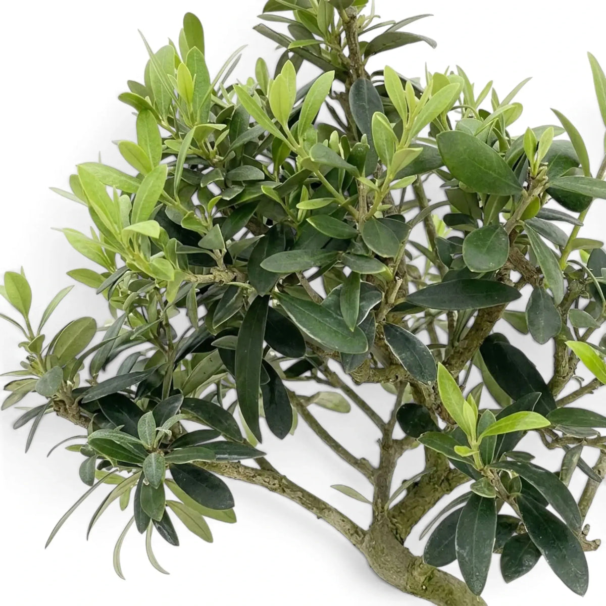 Olea europaea foliage close-up with narrow grey-green leaves