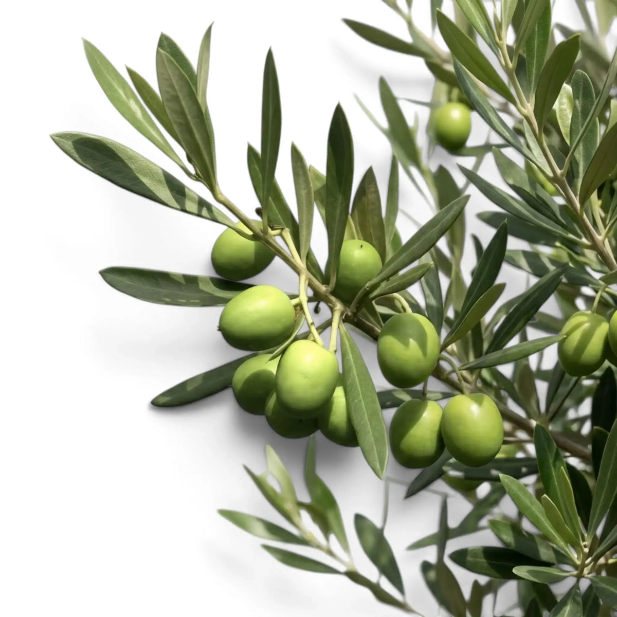 Olea europaea branches with narrow grey-green leaves and olives among the foliage