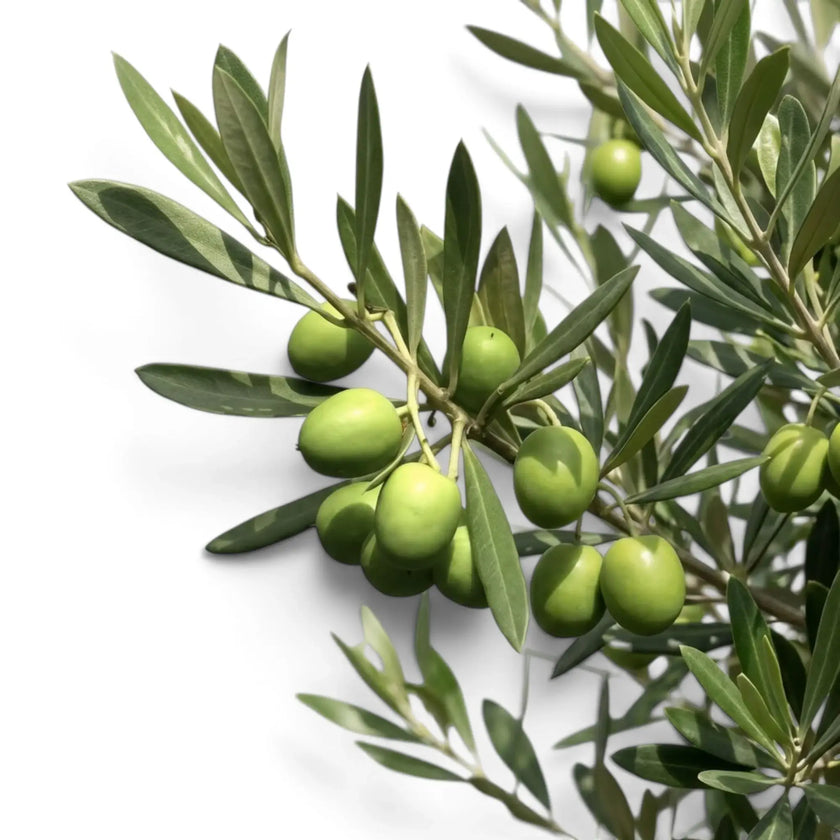 Olea europaea branches with narrow grey-green leaves and olives among the foliage