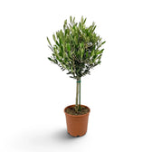 Large potted Olea europaea with a woody trunk and branching crown of narrow grey-green leaves
