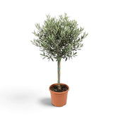 Large Olea europaea with branching woody stems and narrow silver-green leaves