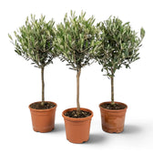 Three large Olea europaea plants with woody trunks and dense grey-green foliage