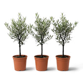 Three medium potted Olea europaea plants with woody trunks and narrow grey-green leaves