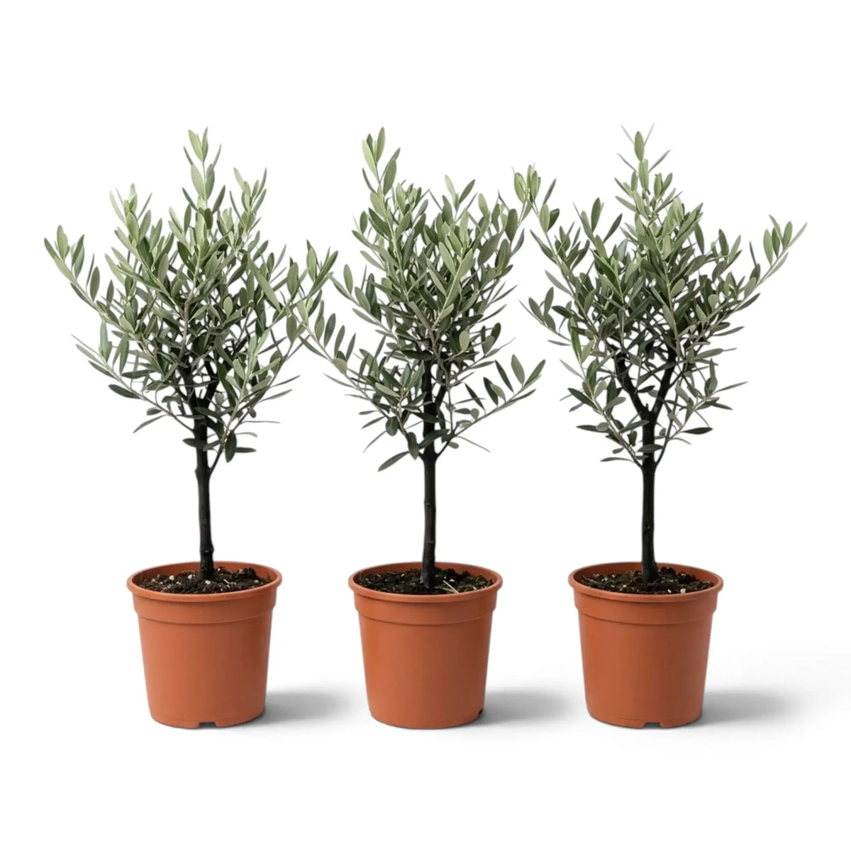 Three medium potted Olea europaea plants with woody trunks and narrow grey-green leaves