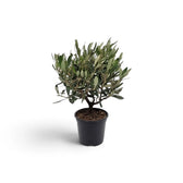 Small potted Olea europaea with slender woody stems and narrow grey-green leaves