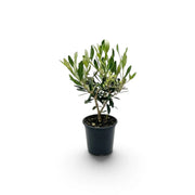 Small Olea europaea with narrow silver-green leaves and clusters of pale flowers and buds