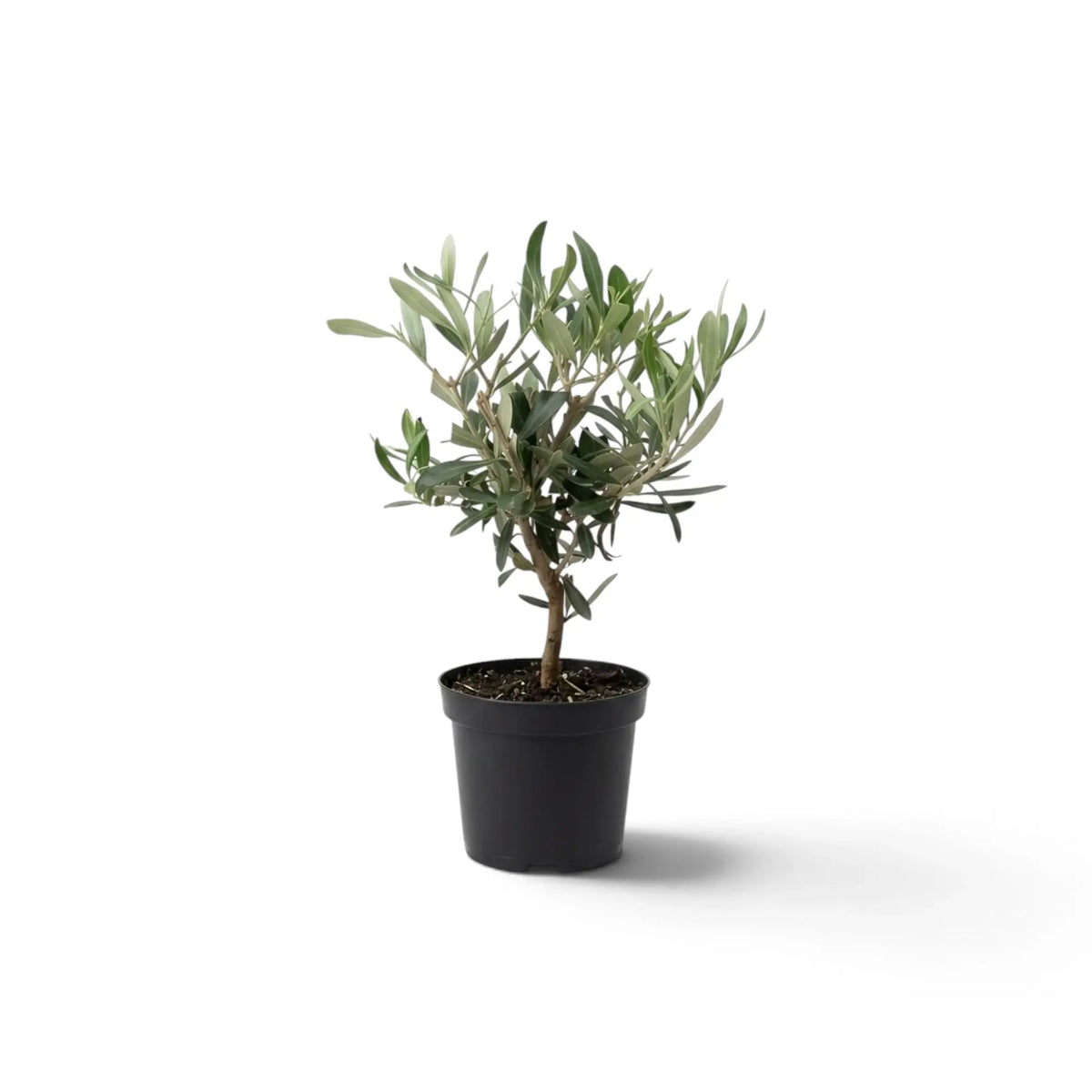 Small potted Olea europaea with branching woody stems and narrow grey-green leaves